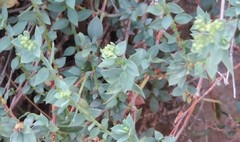 Paronychia suffruticosa