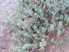 Paronychia suffruticosa