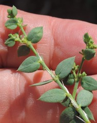 Paronychia suffruticosa