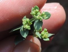 Paronychia suffruticosa