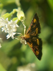 Pyrausta orphisalis