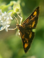 Pyrausta orphisalis