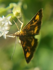 Pyrausta orphisalis