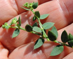 Paronychia suffruticosa