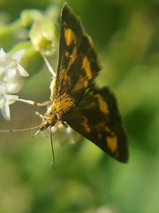 Pyrausta orphisalis