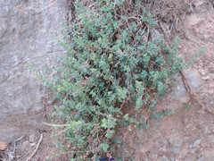 Paronychia suffruticosa