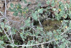 Malva subovata