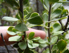 Aspalathus securifolia