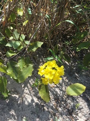 Peixotoa catarinensis