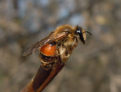 Stylopidae