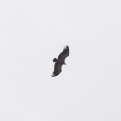 Gyps fulvus