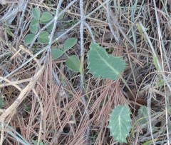 Bituminaria bituminosa