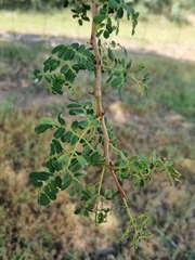 Senegalia burkei