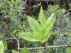 Calycanthus occidentalis