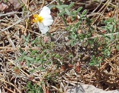 Helianthemum viscarium