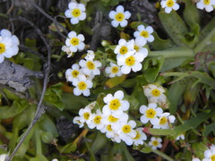 Plagiobothrys chorisianus hickmanii