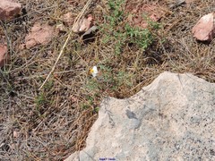 Helianthemum viscarium