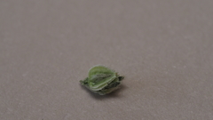 Cryptantha pterocarya pseudocycloptera