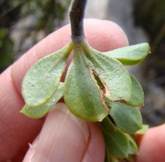 Aspalathus securifolia