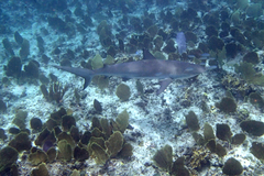 Carcharhinus perezii