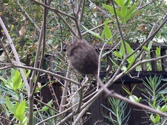 Calycanthus occidentalis