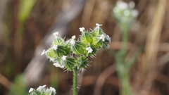 Cryptantha pterocarya pseudocycloptera