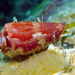 Conus pertusus - Photo (c) uwkwaj, algunos derechos reservados (CC BY-NC), subido por uwkwaj