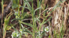 Cryptantha pterocarya pseudocycloptera