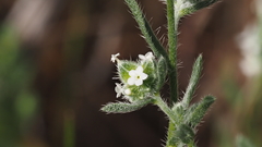 Cryptantha pterocarya pseudocycloptera