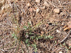 Paronychia suffruticosa