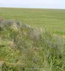 Stipa ucrainica