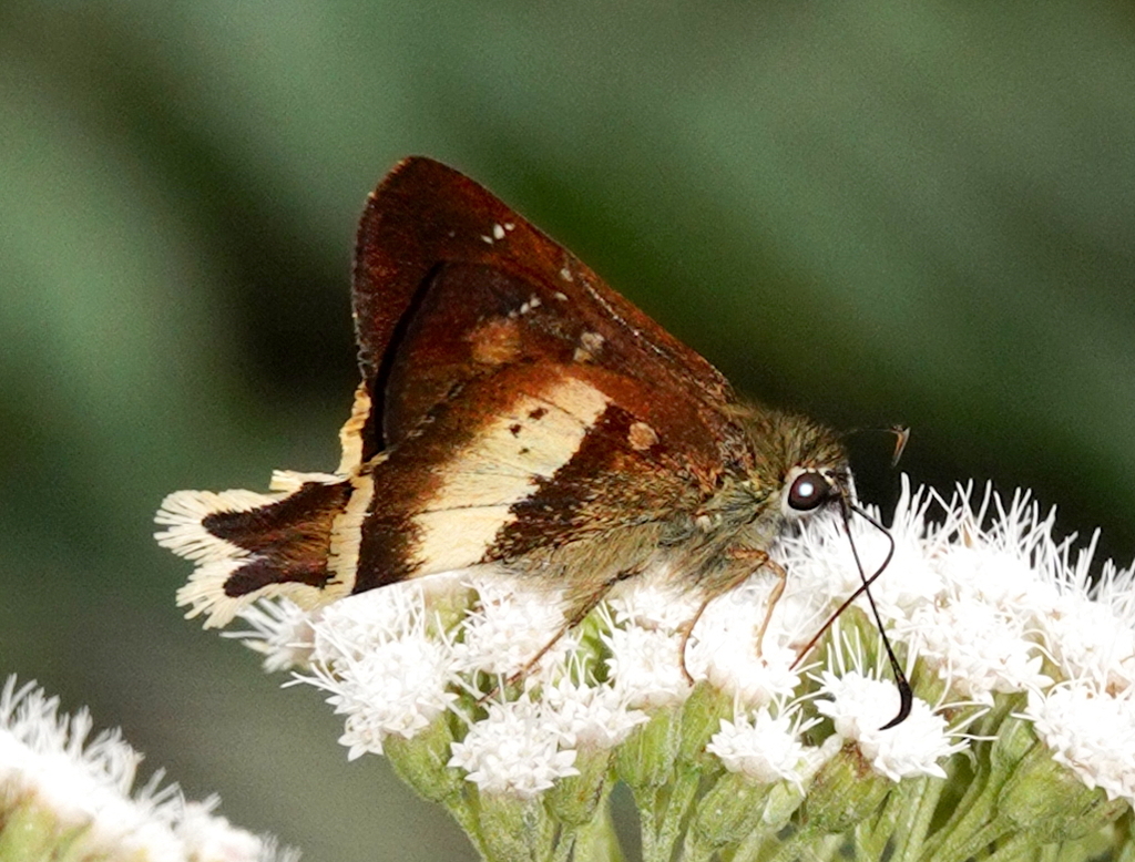 Zestusa levona