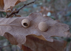 Cynips quercus