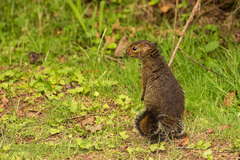 Heliosciurus ruwenzorii