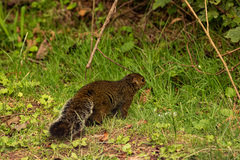 Heliosciurus ruwenzorii