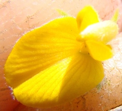 Aspalathus securifolia