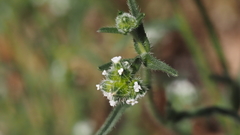 Cryptantha pterocarya pseudocycloptera