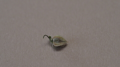 Cryptantha pterocarya pseudocycloptera