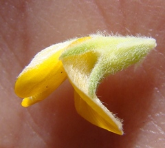 Aspalathus securifolia
