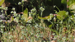 Cryptantha pterocarya pseudocycloptera