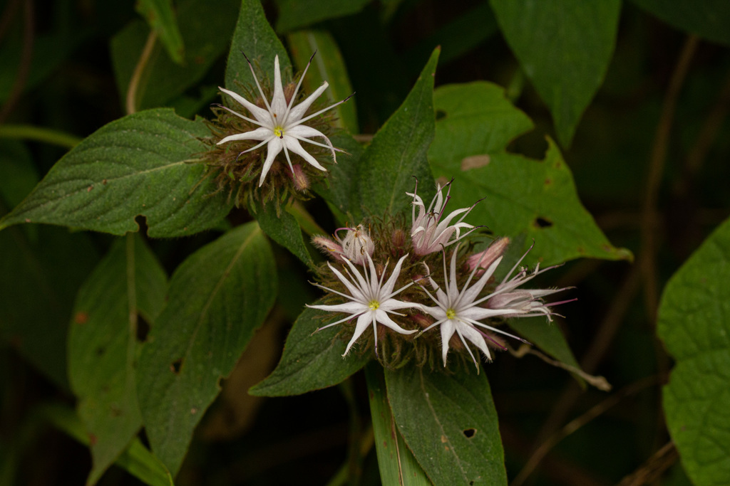 Virectaria major
