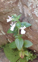 Nemesia silvatica