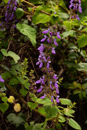 Coleus autranii image