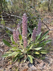 Lupinus villosus