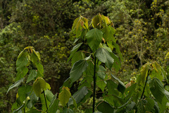 Macaranga kilimandscharica