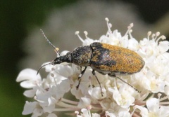 Mycterus curculioides