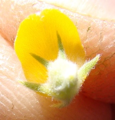 Aspalathus securifolia