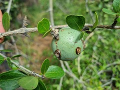 Strychnos madagascariensis