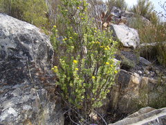 Aspalathus securifolia