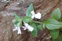 Nemesia silvatica